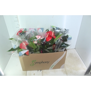 ANTHURIUM VARIADO P15
