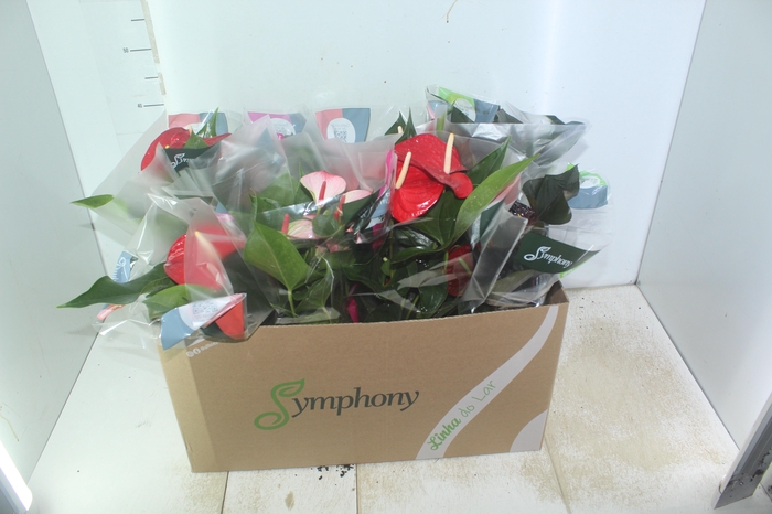 <h4>ANTHURIUM VARIADO P15</h4>