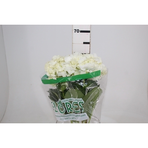 HORTENSIA 050 CM BRANCO
