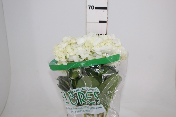 <h4>HORTENSIA 050 CM BRANCO</h4>