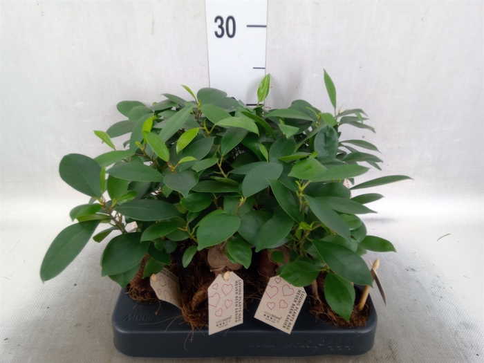 <h4>Ficus microcarpa 'Ginseng'</h4>