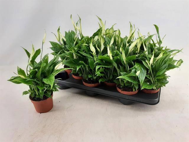 <h4>SPATH CHOPIN</h4>