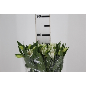 ALSTROEMERIA PRESTIGE 080 CM BRANCO