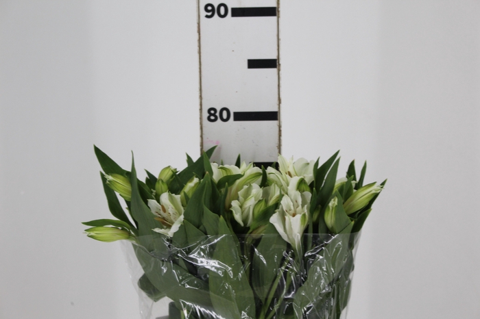 <h4>ALSTROEMERIA PRESTIGE 080 CM BRANCO</h4>