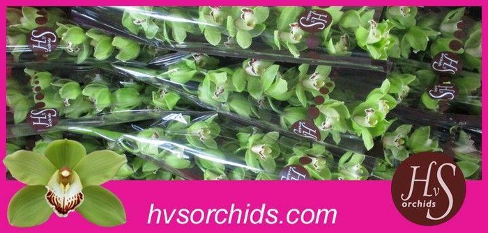 <h4>CYMB T EMERALD 60 CM</h4>