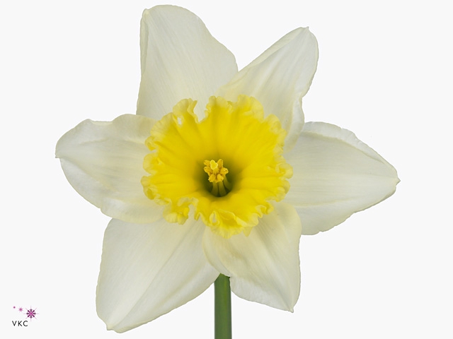 Narcissus LC 'Ice Follies'