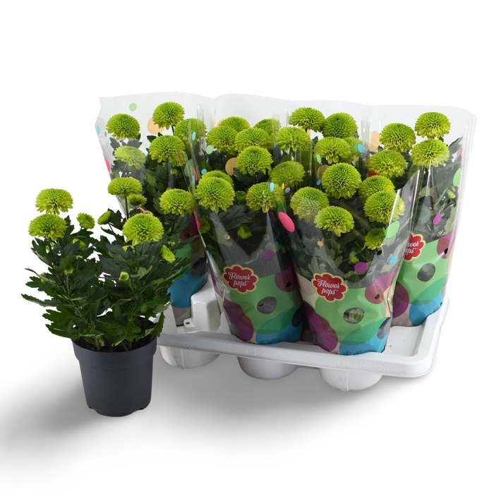 <h4>Flowerpops Mono Green</h4>