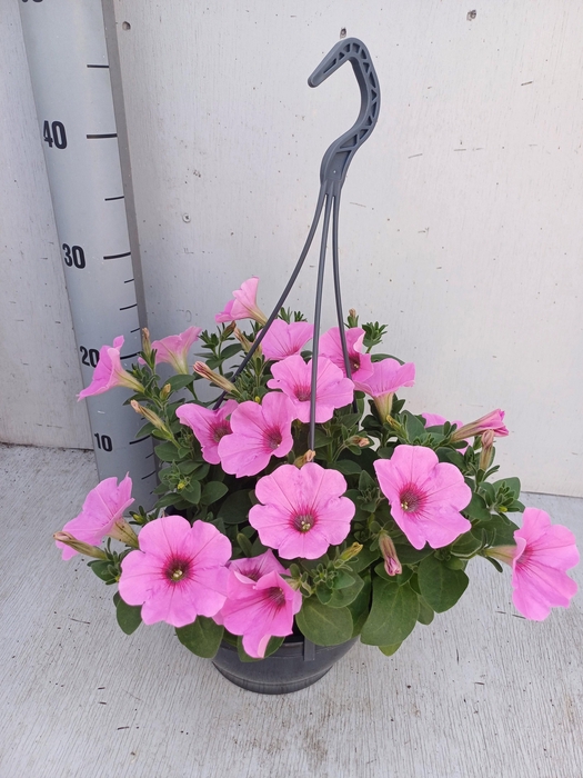 <h4>PET GO!TUNIA PINK</h4>