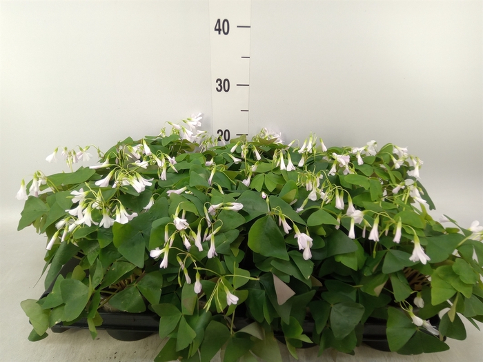 <h4>Oxalis   ...</h4>