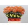 Nutans Ayoba Orange
