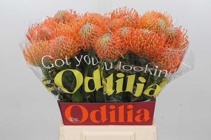 <h4>Nutans Ayoba Orange</h4>