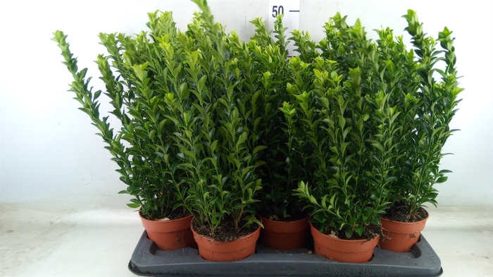 <h4>Euonymus japon. 'Green Spire'</h4>