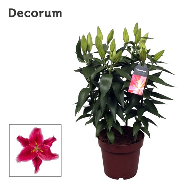 <h4>Lilium Or Starlight Express 19cm</h4>