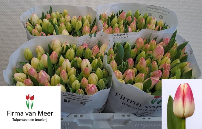 <h4>TU EN LORELY</h4>