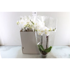 PHAL KING WHITE 2 TAK BO