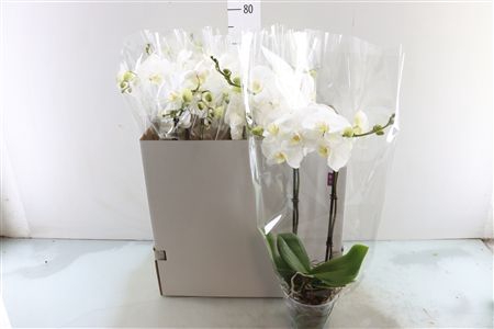 <h4>PHAL KING WHITE 2 TAK BO</h4>
