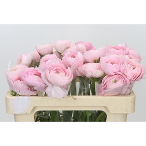 Ranunculus Clooney Fragolino