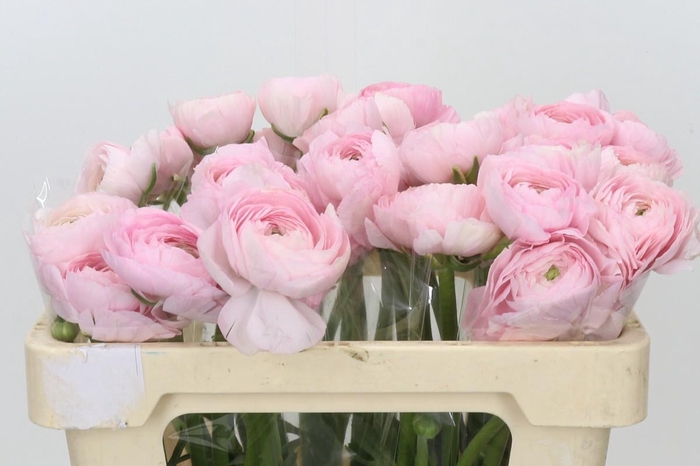 <h4>Ranunculus Clooney Fragolino</h4>