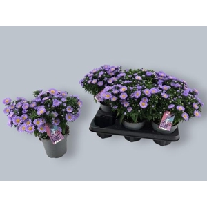 ASTER D AL PURPLE RO