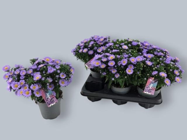 <h4>ASTER D AL PURPLE RO</h4>