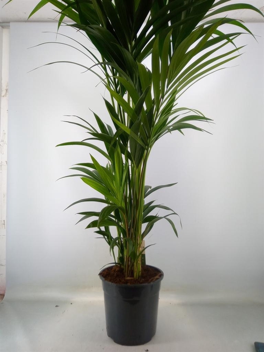 <h4>Howea forsteriana</h4>