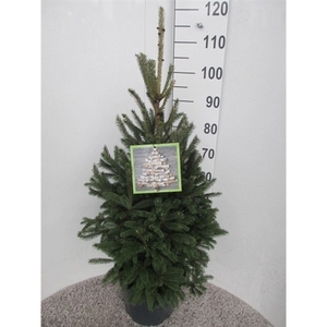 Picea glauca Super Green 90-100 P28