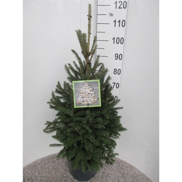 <h4>Picea glauca Super Green 90-100 P28</h4>