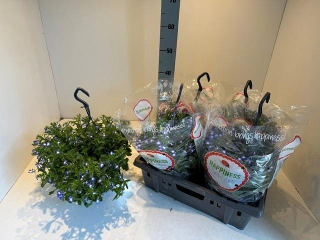 <h4>PERKPL MIXK</h4>