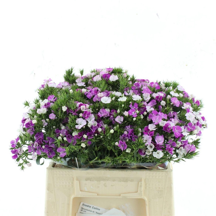 <h4>DI BARB AM LAVEN MAG</h4>