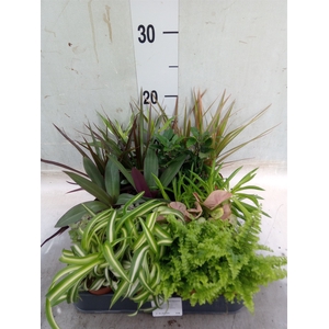 Planten  ..mix