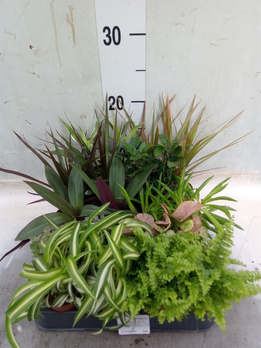 <h4>Planten  ..mix</h4>