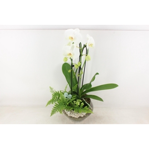 arr2 PL - Glas Olay phal wit