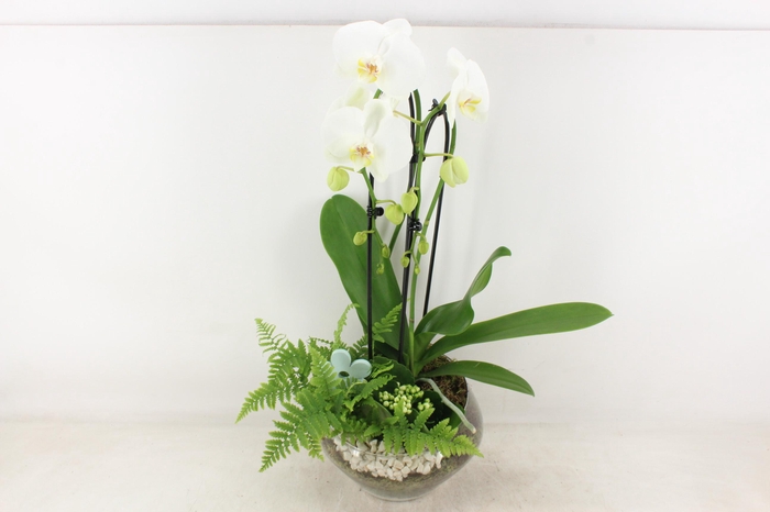 Arr2 Pl - Glas Olay Phal Wit
