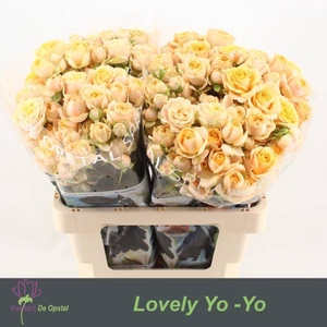 Rosa spray lovely yo-yo