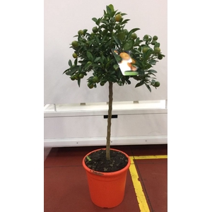 Citrus hystrix