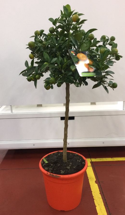 <h4>Citrus hystrix</h4>