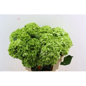 Hydr M Clover Variagata