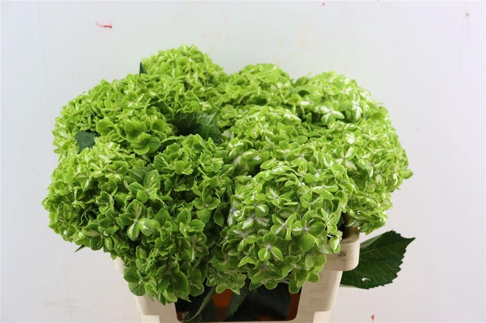 <h4>Hydr M Clover Variagata</h4>