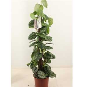 scindapsus pictus trebie 80cm kratiste klimstok