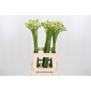 Ornithogalum Saundersiae