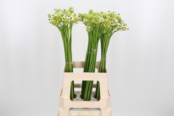 <h4>Ornithogalum Saundersiae</h4>