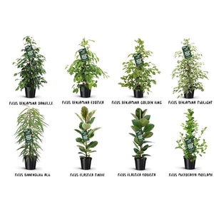 Ficus Groen mix
