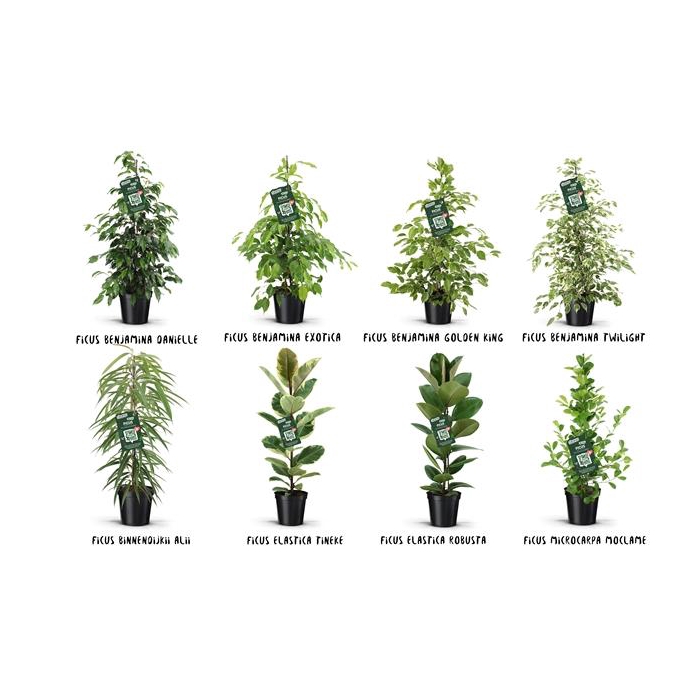 <h4>Ficus Groen mix</h4>
