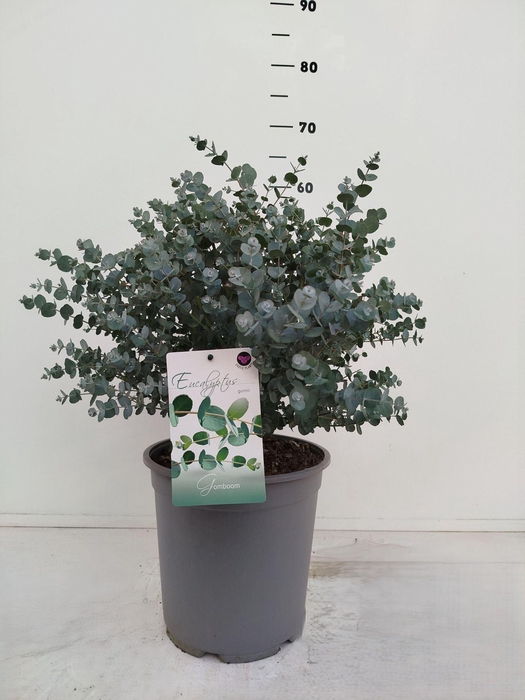 <h4>Eucalyptus gunnii</h4>