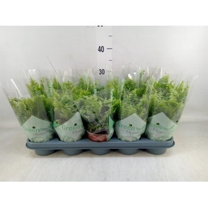 Nephrolepis exal. 'Green Moment'