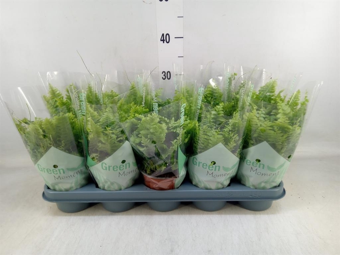 <h4>Nephrolepis exal. 'Green Moment'</h4>