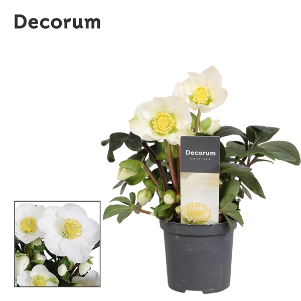 <h4>Helleborus n. Christmas Carol 7cm Decorum met etiket (XL)</h4>