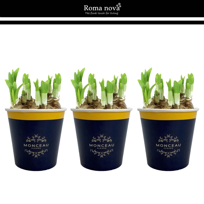 <h4>1031 - Cup Monceau Fleurs</h4>