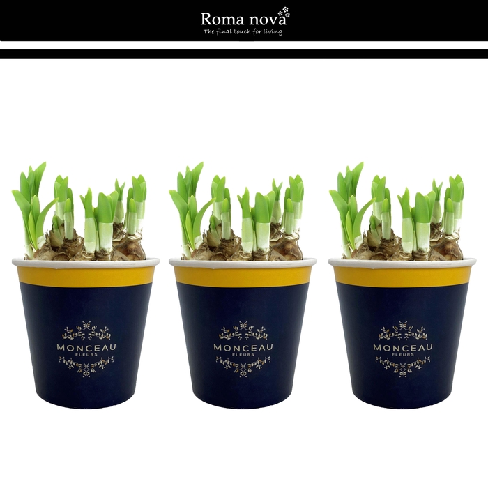 <h4>1031 - Cup Monceau Fleurs</h4>