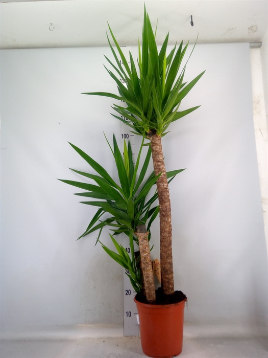<h4>Yucca   ...</h4>